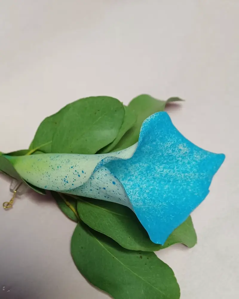 Boutonnière calla bleue