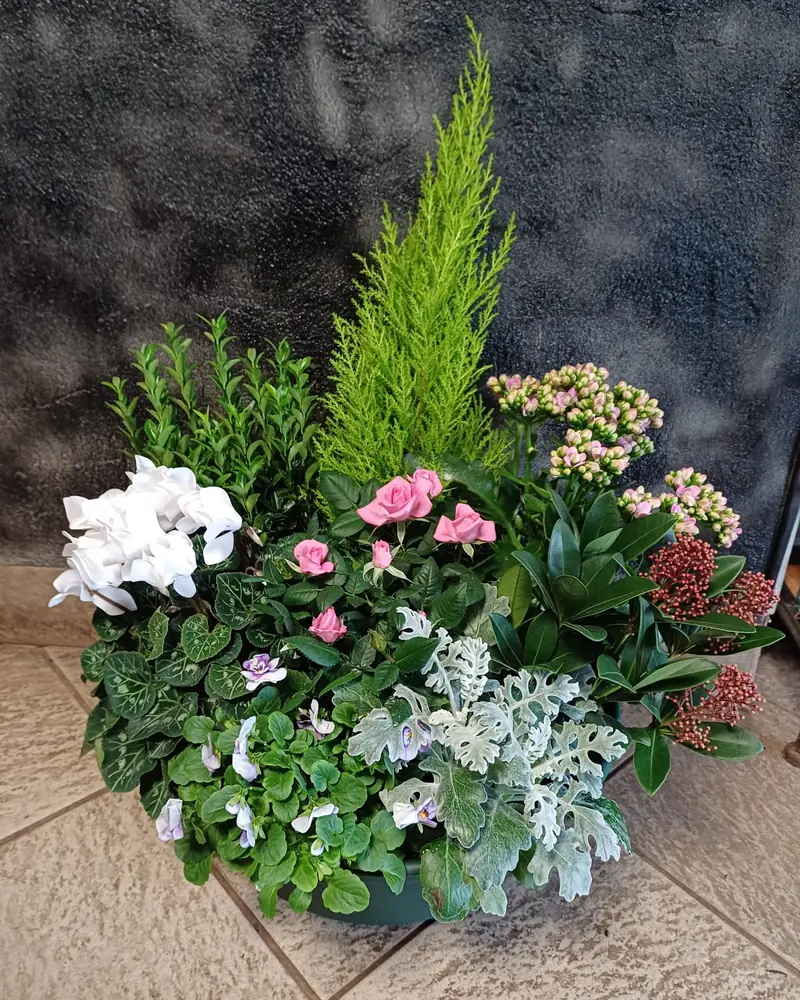 Coupe de plantes et conifère