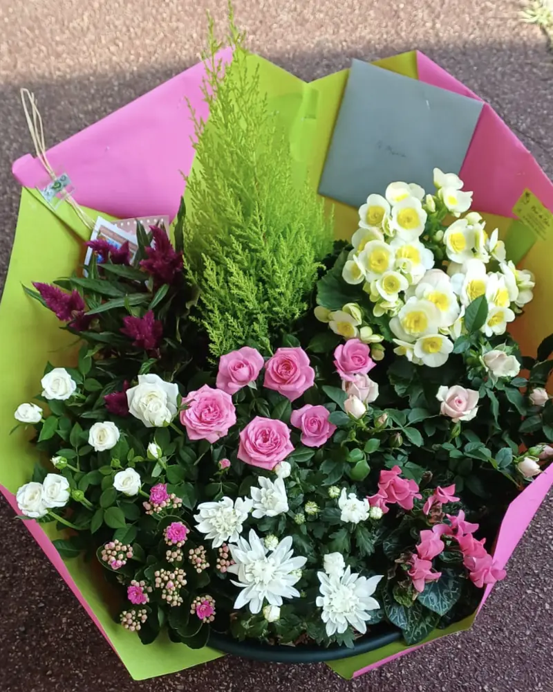 Coupe de plantes rose et blanche