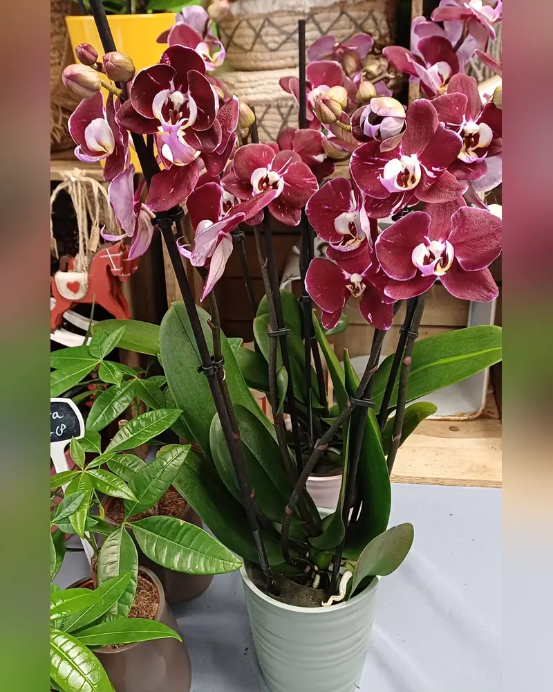 Orchidées bordeaux en pot