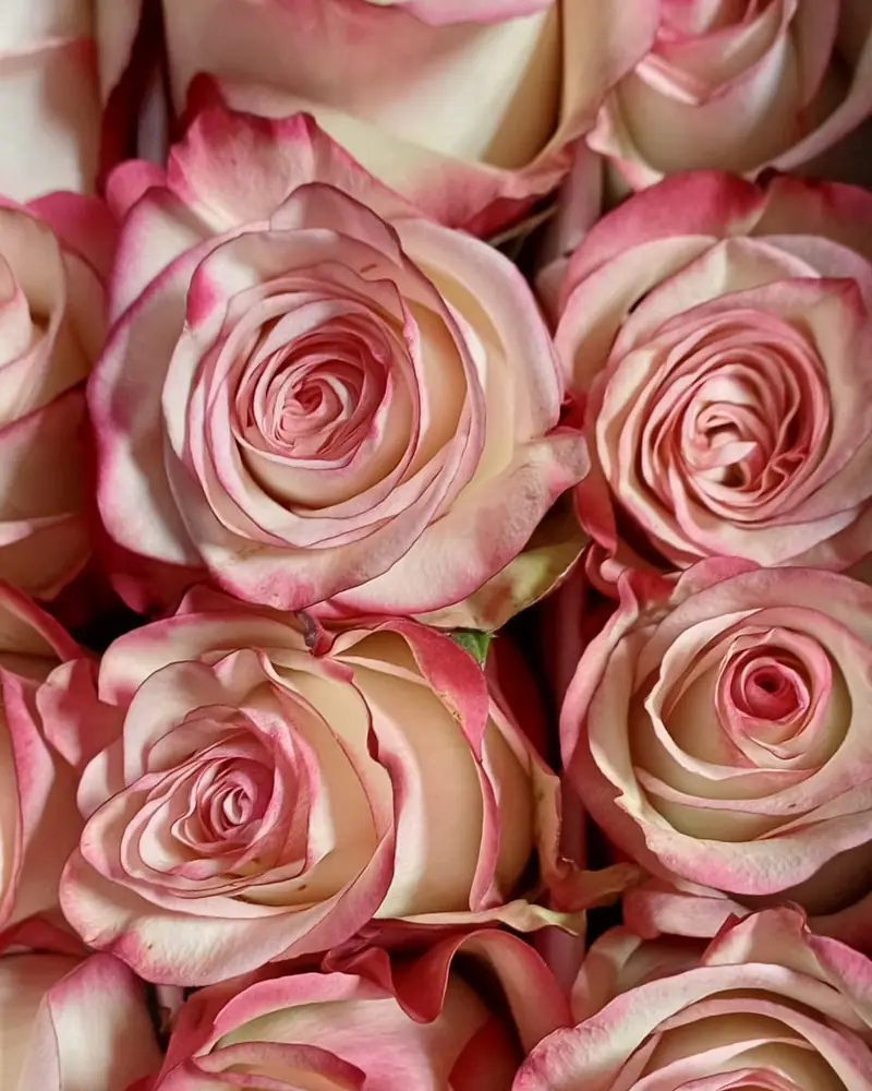 Roses roses
