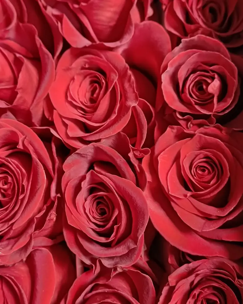 Roses rouges
