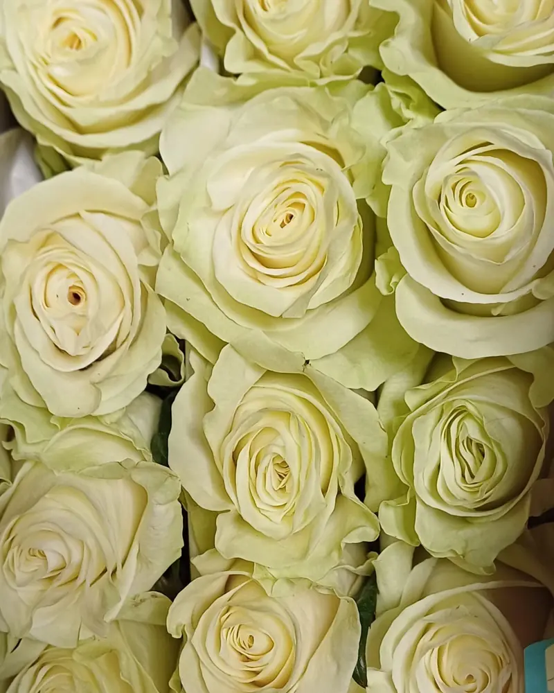 Roses blanches