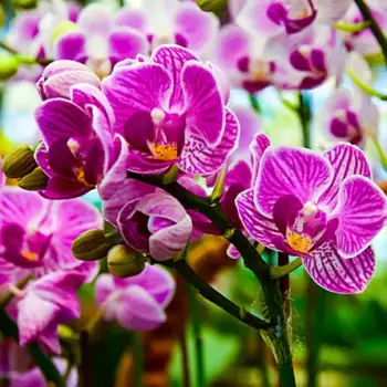 Orchidées