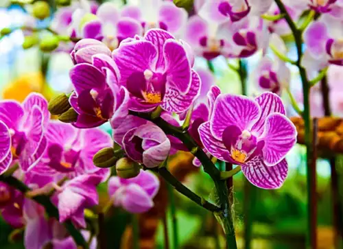 Orchidées
